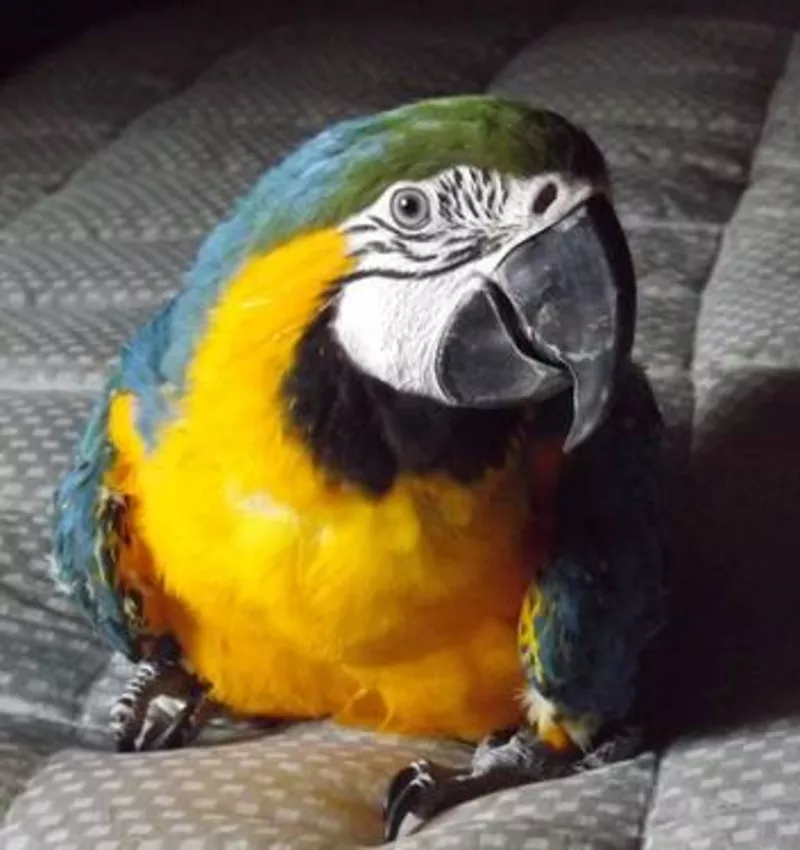 Uдома,  поднятые и зарегистрирован синих и золотых попугаи ара для прод